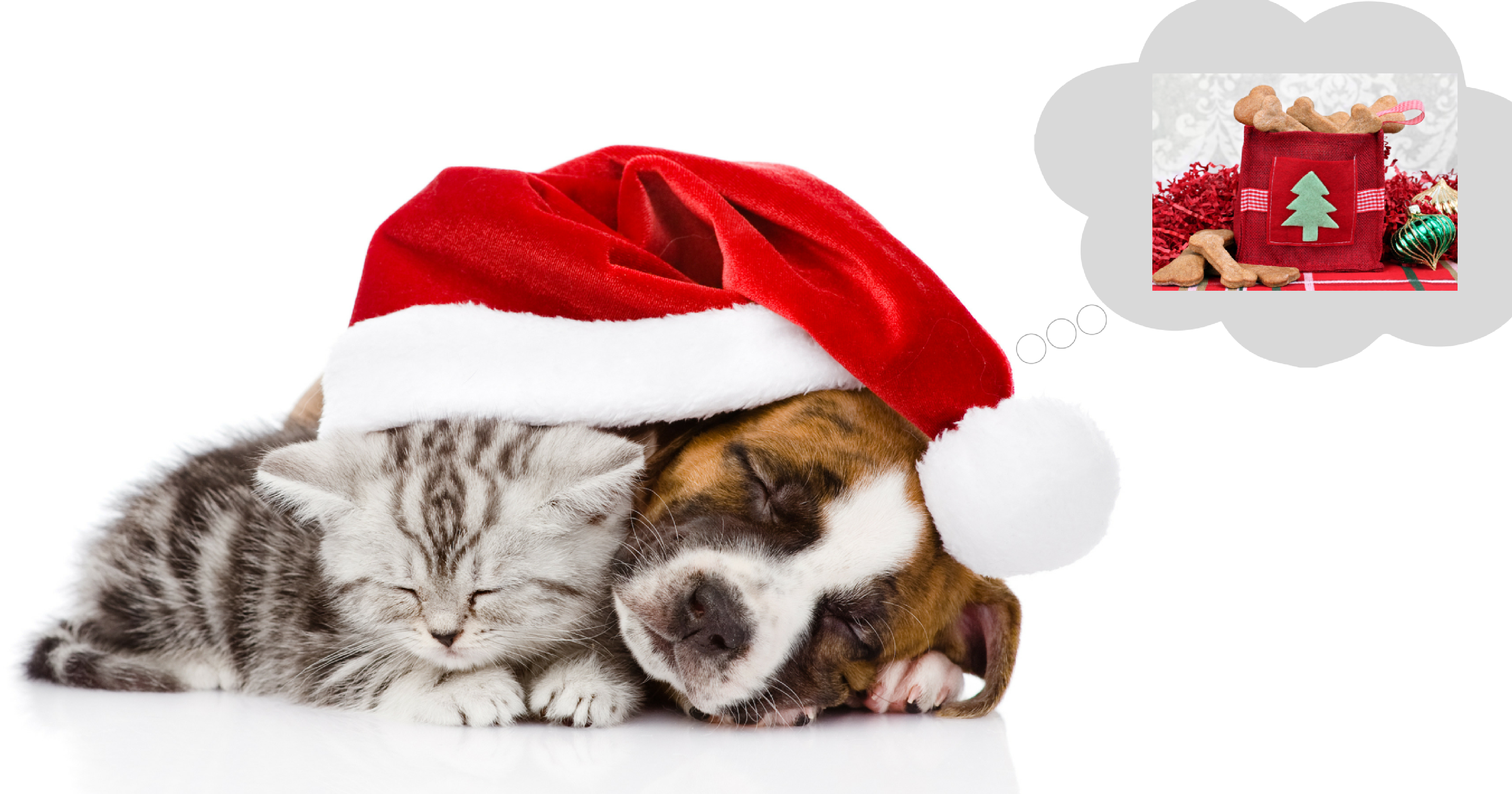 4 of the best pet christmas gifts petstayadvisor cat christmas gifts