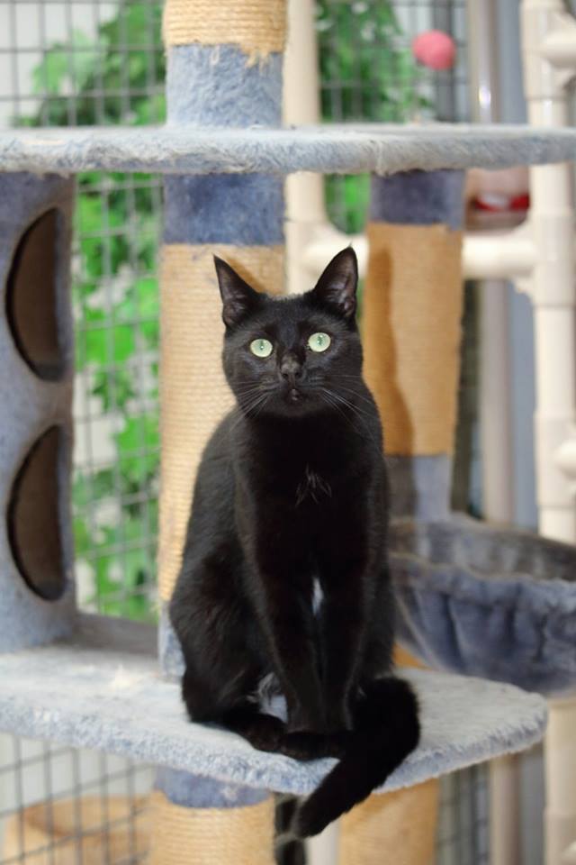 Julie's Boarding Kennels & Cattery Dog Boarding, Cat Boarding, Malaga