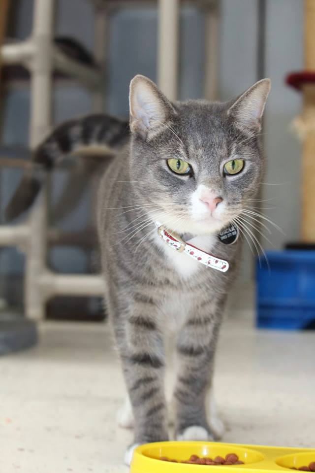 Julie's Boarding Kennels & Cattery Dog Boarding, Cat Boarding, Malaga