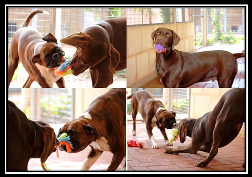 Julie's Boarding Kennels & Cattery Dog Boarding, Cat Boarding, Malaga