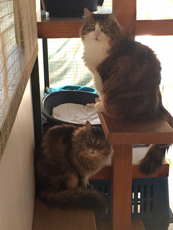 Camelot Pet Resort Dog Boarding, Cat Boarding, Doggy Day Care, Karnup