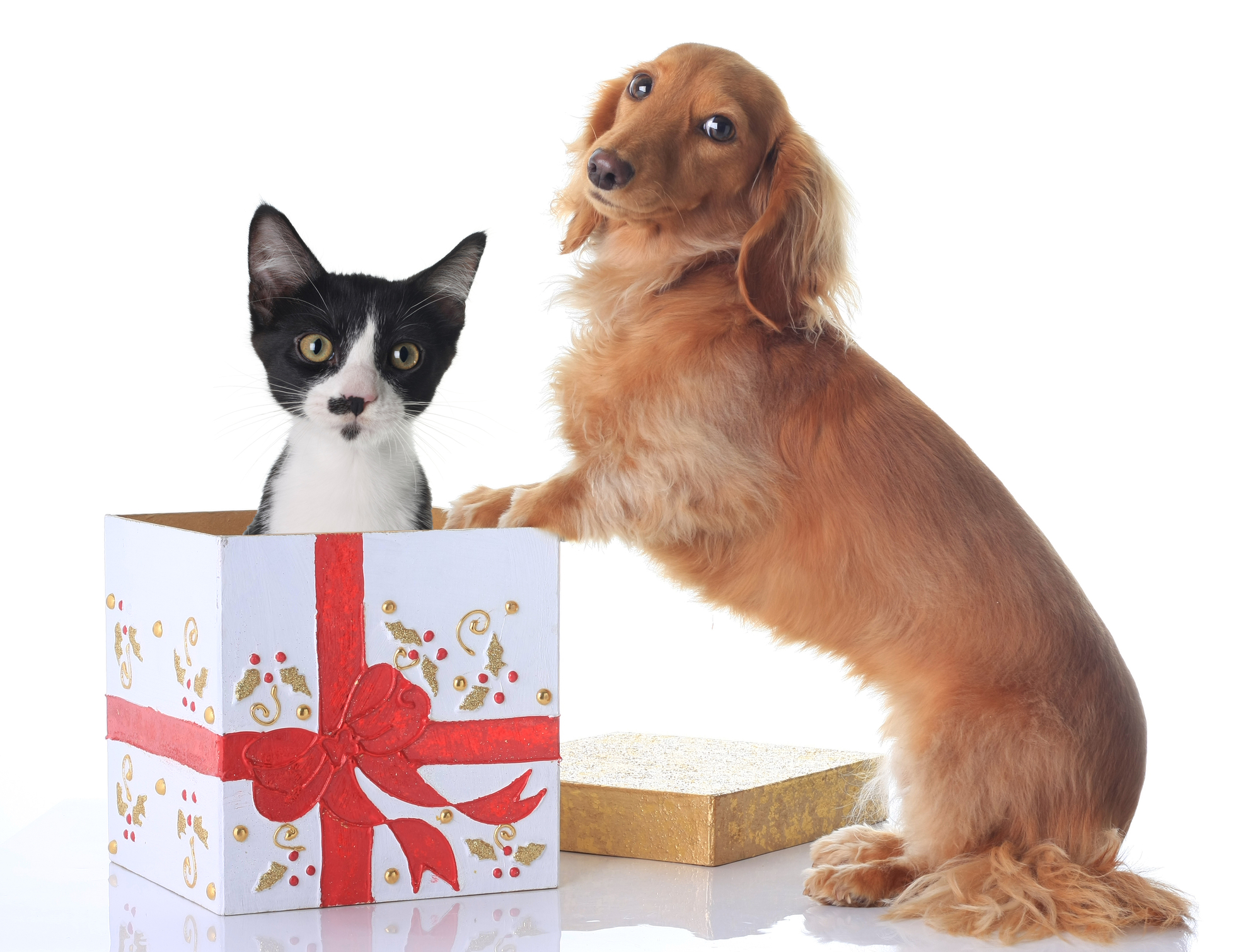 Christmas Presents For Dogs And Cats Christmas Presents For Dogs And Cats
